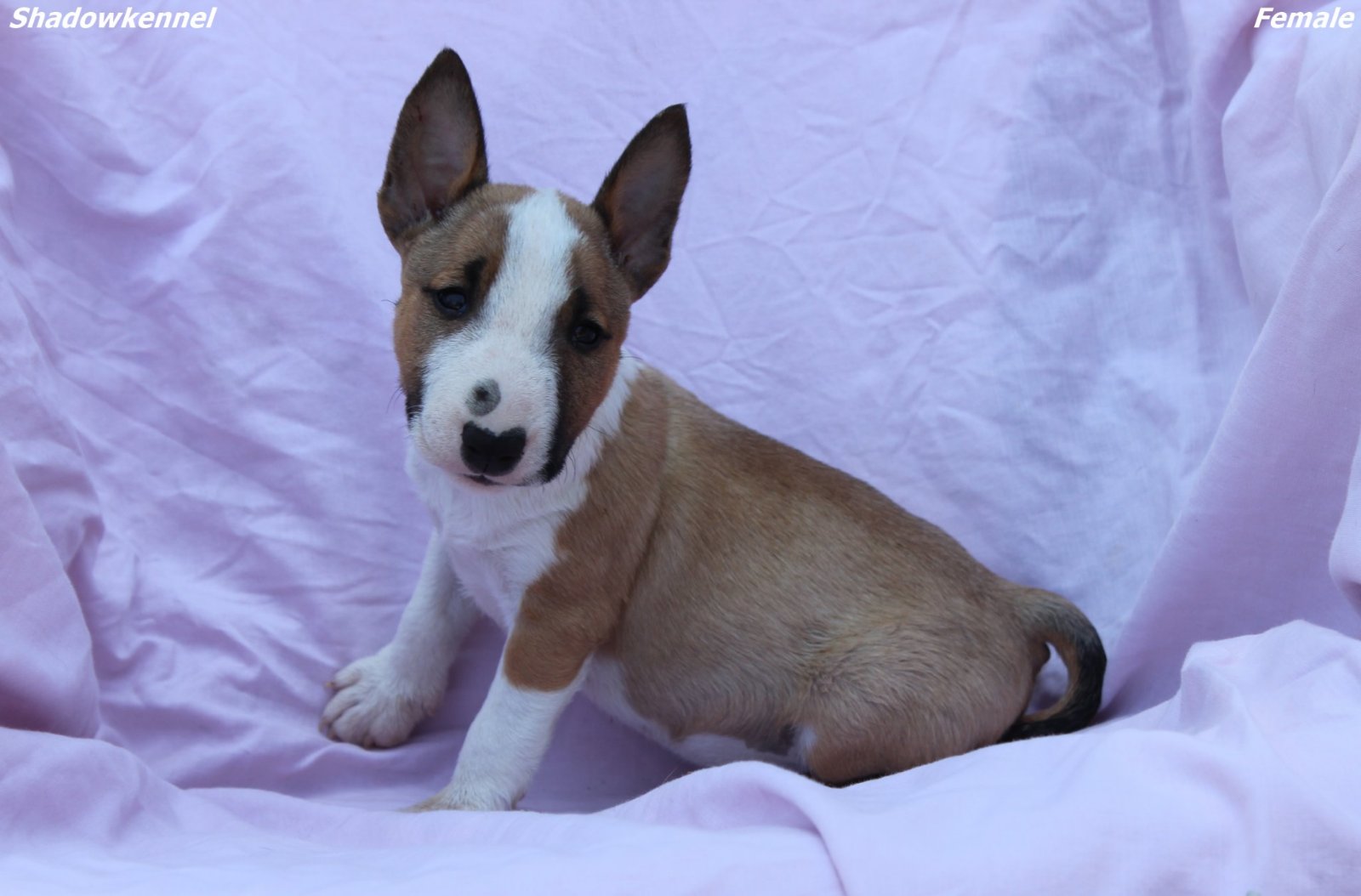 Mini Bull Terijer prelepi štenci
