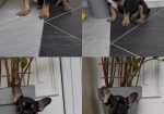 Francuski Buldog black & tan musko stene