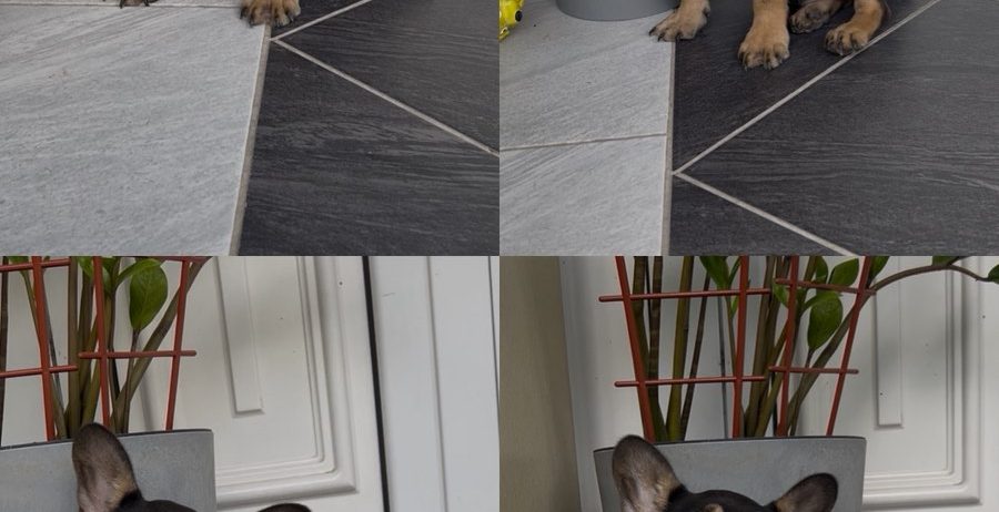 Francuski Buldog black & tan musko stene