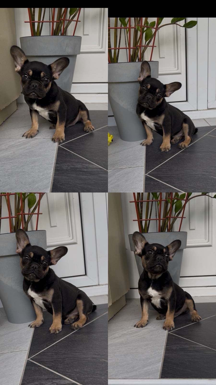 Francuski Buldog black & tan musko stene