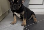 Francuski Buldog black & tan musko stene