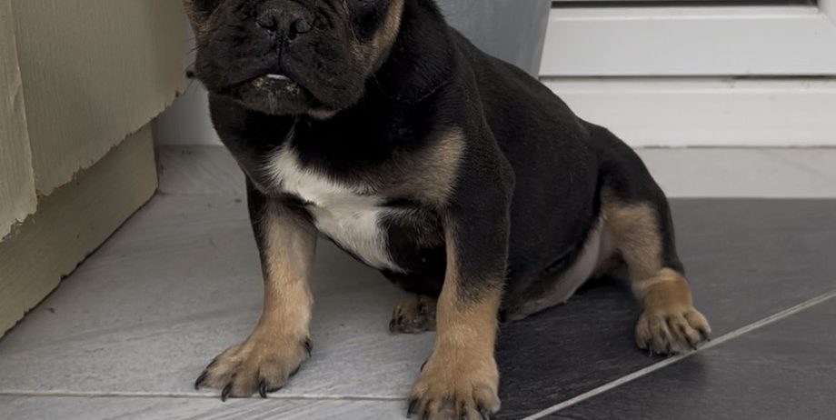 Francuski Buldog black & tan musko stene