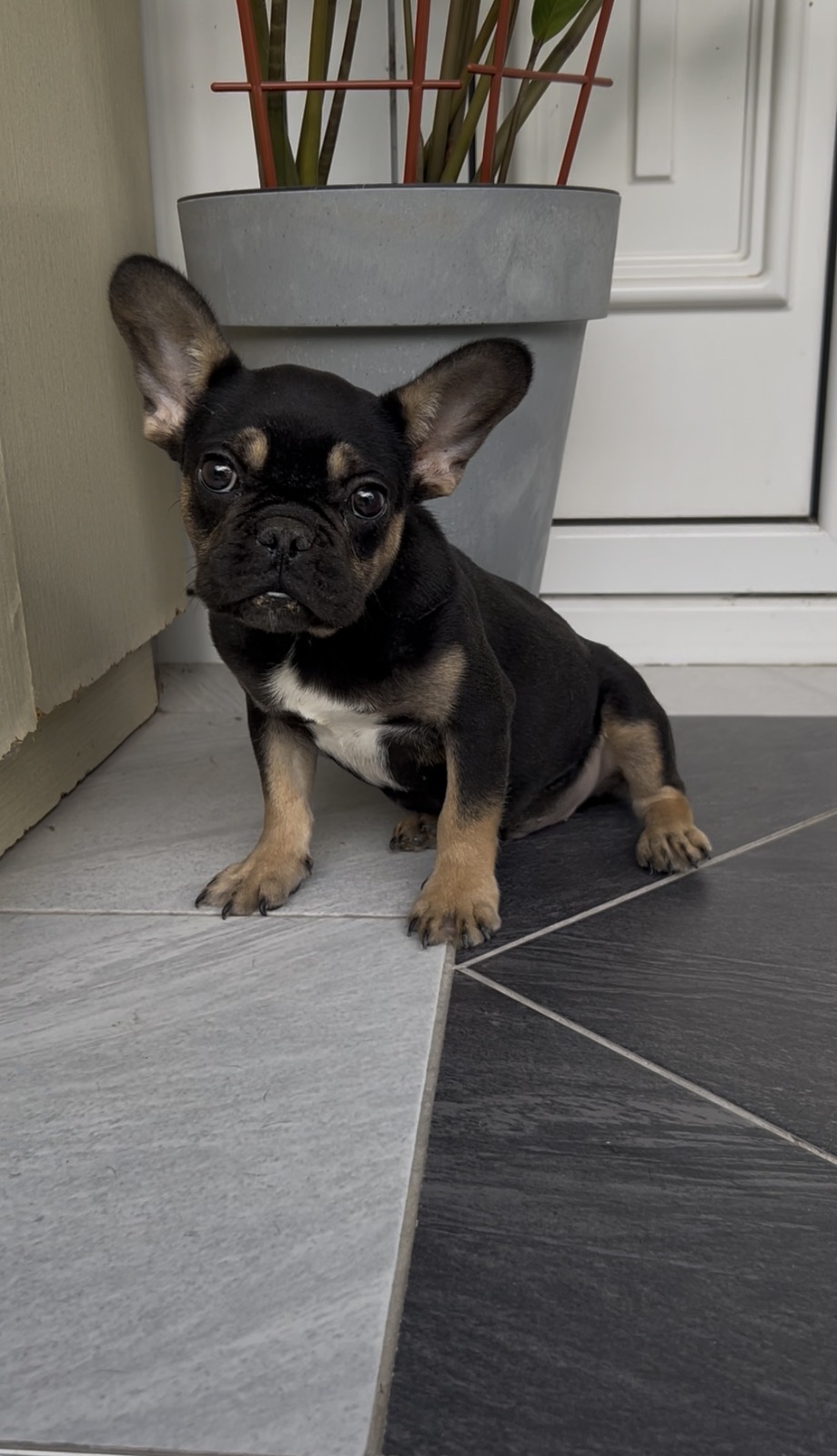 Francuski Buldog black & tan musko stene