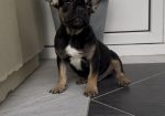 Francuski Buldog black & tan musko stene