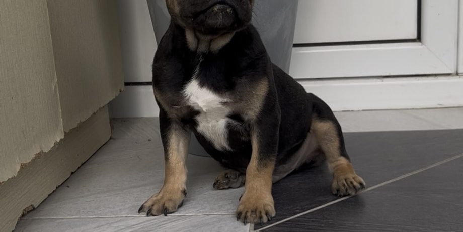 Francuski Buldog black & tan musko stene
