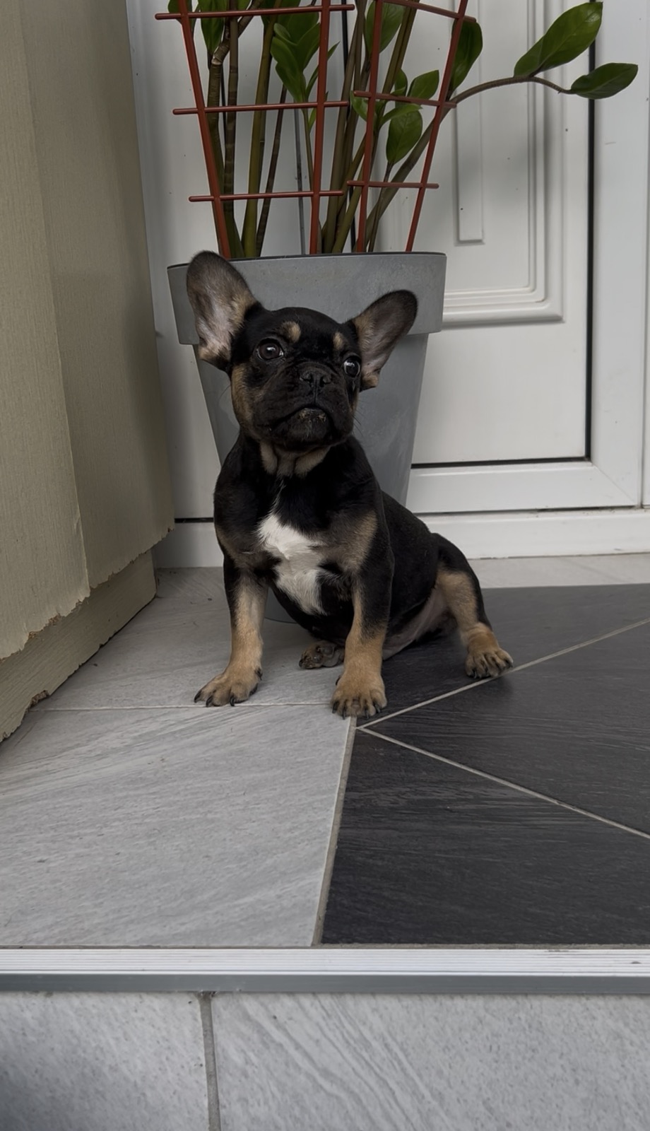 Francuski Buldog black & tan musko stene