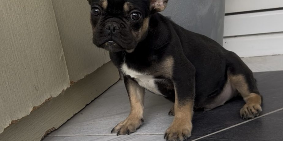 Francuski Buldog black & tan musko stene