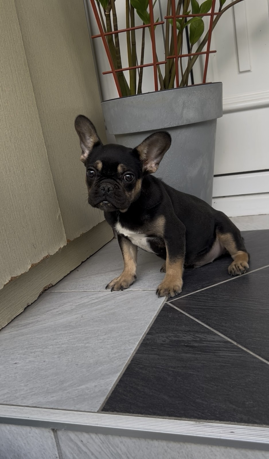 Francuski Buldog black & tan musko stene