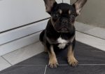 Francuski Buldog black & tan musko stene
