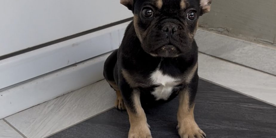 Francuski Buldog black & tan musko stene