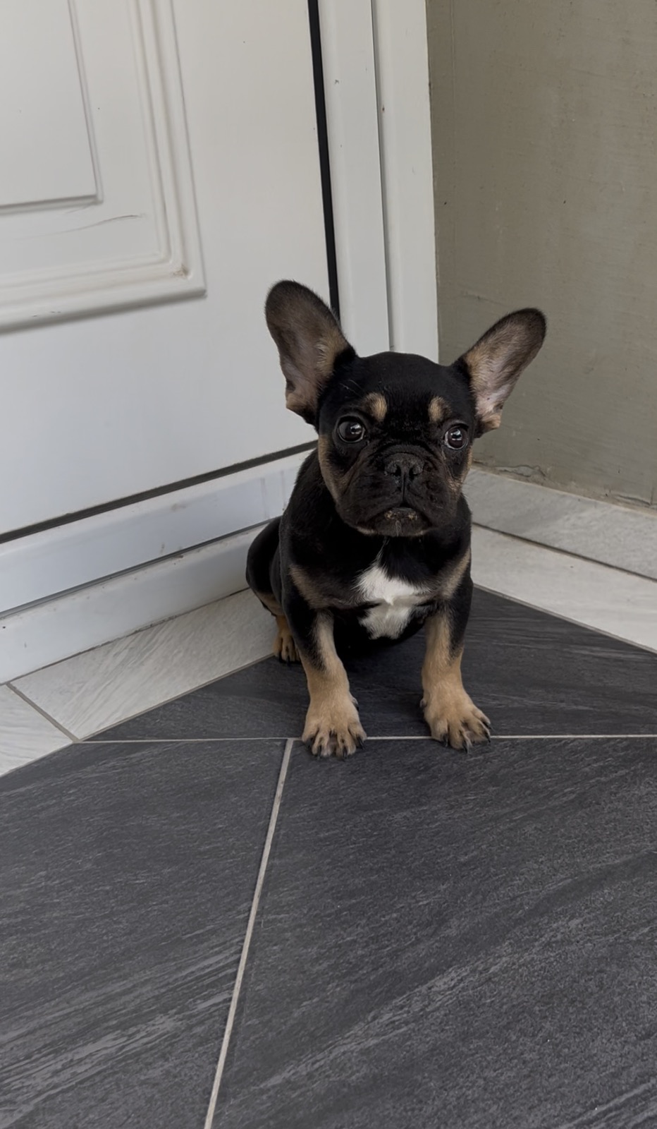 Francuski Buldog black & tan musko stene