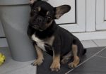 Francuski Buldog black & tan musko stene