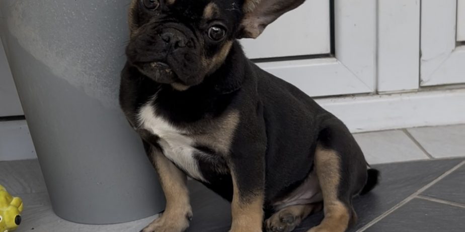Francuski Buldog black & tan musko stene