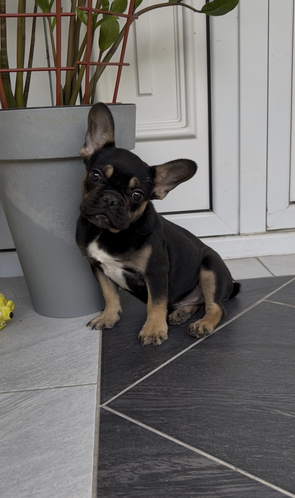 Francuski Buldog black & tan musko stene