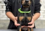 Prodaju se prelepi štenci dobermana, starosti 2 meseca
