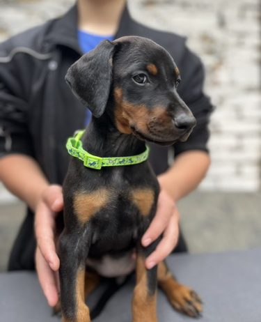Prodaju se prelepi štenci dobermana, starosti 2 meseca