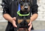 Prodaju se prelepi štenci dobermana, starosti 2 meseca