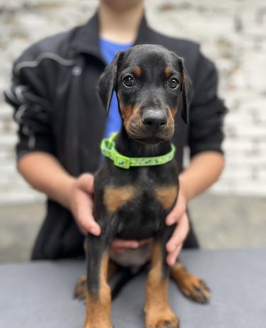 Prodaju se prelepi štenci dobermana, starosti 2 meseca