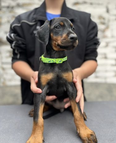 Prodaju se prelepi štenci dobermana, starosti 2 meseca