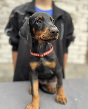 Prodaju se prelepi štenci dobermana, starosti 2 meseca