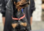 Prodaju se prelepi štenci dobermana, starosti 2 meseca