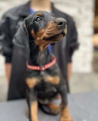 Prodaju se prelepi štenci dobermana, starosti 2 meseca