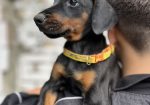 Prodaju se prelepi štenci dobermana, starosti 2 meseca