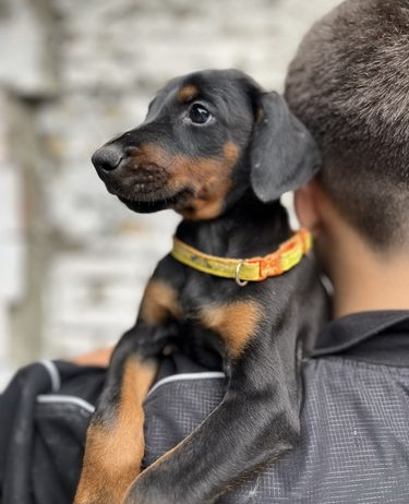 Prodaju se prelepi štenci dobermana, starosti 2 meseca