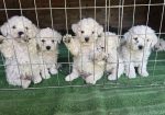 Predivni čistokrvni štenci kovrdžavog bišona – bichon frise