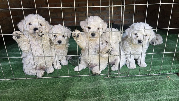 Predivni čistokrvni štenci kovrdžavog bišona – bichon frise