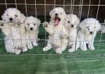 Predivni čistokrvni štenci kovrdžavog bišona – bichon frise