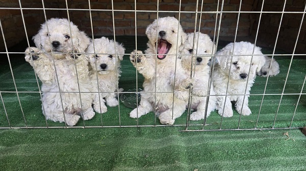 Predivni čistokrvni štenci kovrdžavog bišona – bichon frise