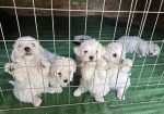 Predivni čistokrvni štenci kovrdžavog bišona – bichon frise
