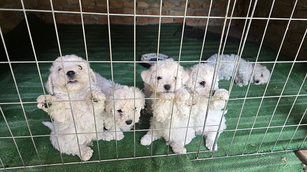 Predivni čistokrvni štenci kovrdžavog bišona – bichon frise