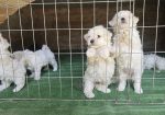 Predivni čistokrvni štenci kovrdžavog bišona – bichon frise