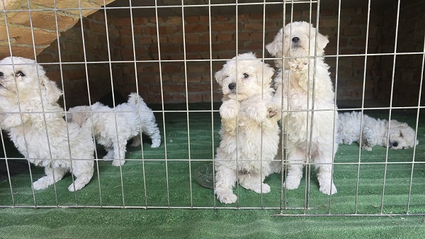Predivni čistokrvni štenci kovrdžavog bišona – bichon frise