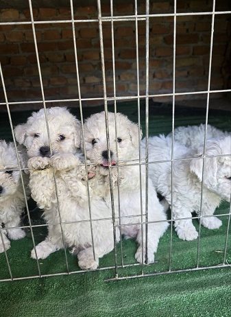Predivni čistokrvni štenci kovrdžavog bišona – bichon frise