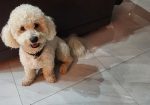 Predivni čistokrvni štenci kovrdžavog bišona – bichon frise