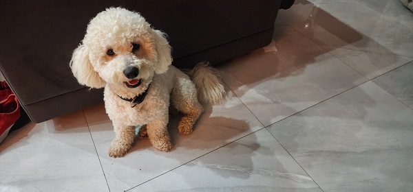 Predivni čistokrvni štenci kovrdžavog bišona – bichon frise