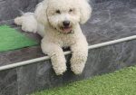 Predivni čistokrvni štenci kovrdžavog bišona – bichon frise