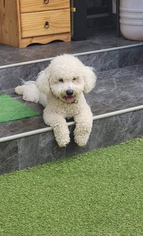 Predivni čistokrvni štenci kovrdžavog bišona – bichon frise