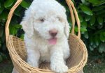 Stenci rase Lagotto Romagnolo, stari 2 mes