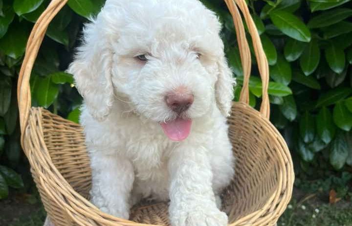 Stenci rase Lagotto Romagnolo, stari 2 mes