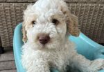 Stenci rase Lagotto Romagnolo, stari 2 mes