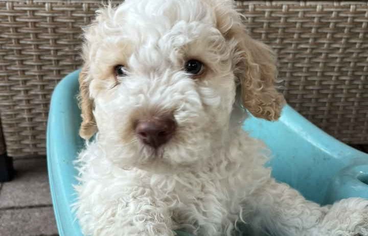 Stenci rase Lagotto Romagnolo, stari 2 mes
