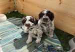 Stenci rase Lagotto Romagnolo, stari 2 mes