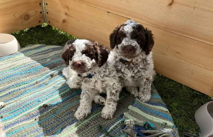 Stenci rase Lagotto Romagnolo, stari 2 mes