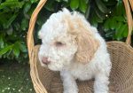 Stenci rase Lagotto Romagnolo, stari 2 mes