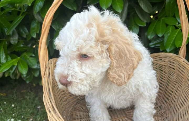Stenci rase Lagotto Romagnolo, stari 2 mes