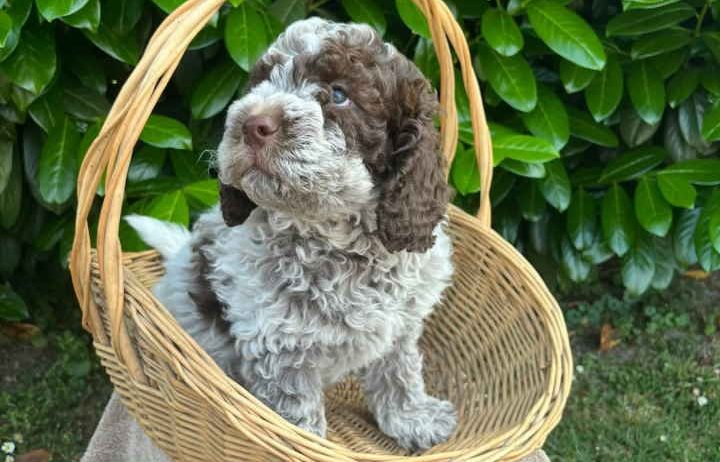 Stenci rase Lagotto Romagnolo, stari 2 mes